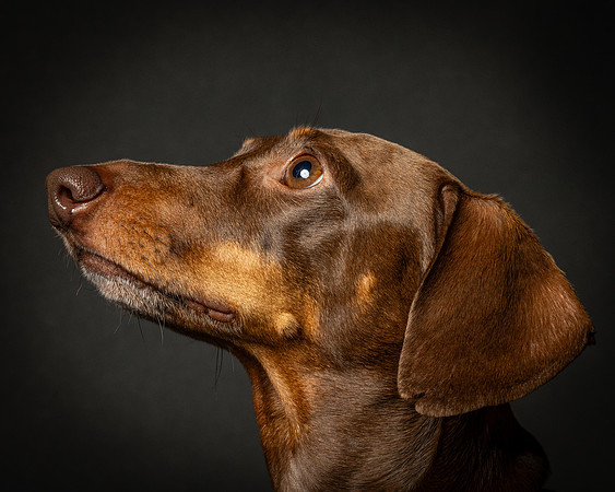 Dachshund-20
