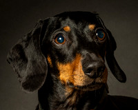 Dachshund-15