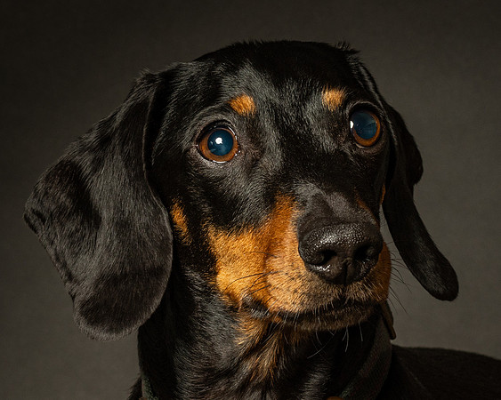 Dachshund-15