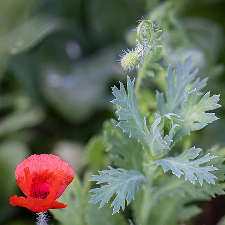 Wildflowers-32