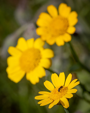 Cookham Wildflowers-49