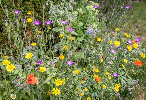 Cookham Wildflowers-9