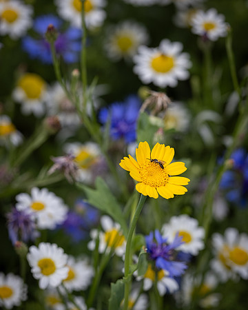 Golf Course Wildflowers-32