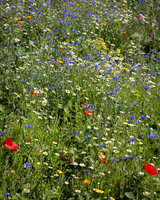 Golf Course Wildflowers-11
