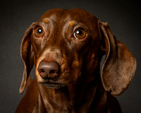 Dachshund-19