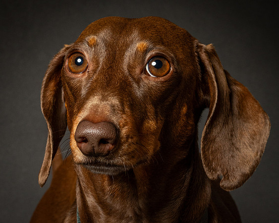 Dachshund-19