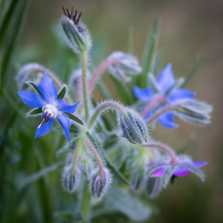 Wildflowers-29