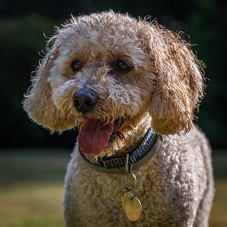 Dogs August 2024-39