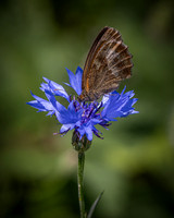 Golf Course Wildflowers-16