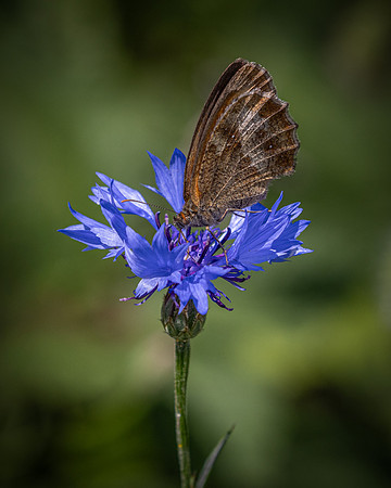 Golf Course Wildflowers-16